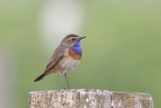 Bluethroat (Luscinia svecica cyanecula), male, on a pasture fence post, wildlife, Lembruch, Ochsen