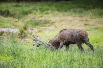 Red deer (Cervus elaphus) Rutting behaviour captive Germany