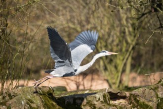 Grey heron (Ardea cinerea) flying at the shore of a lake, wildlife, Bavaria, Germany, Europe