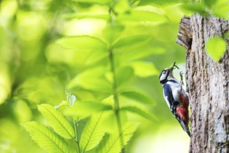 Great spotted woodpecker (Dendrocopos major), male with green caterpillars in his beak at breeding