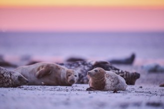 Grey seal (Halichoerus grypus) lying on the beach at sunset, Düne, Helgoland, Schleswig-Holstein,
