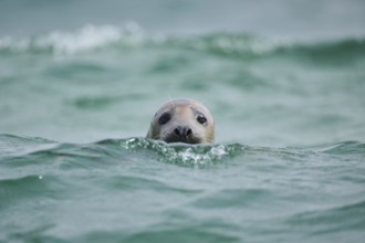 Grey seal (Halichoerus grypus) looking out of the water while swimming in the sea, Düne, Helgoland,