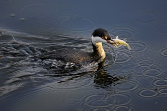 Slavonian grebe (Podiceps auritus), adult, in a white plumage, winter plumage, swimming with a fish
