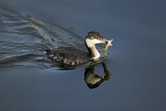 Slavonian grebe (Podiceps auritus), adult, in a white plumage, winter plumage, swimming with a fish