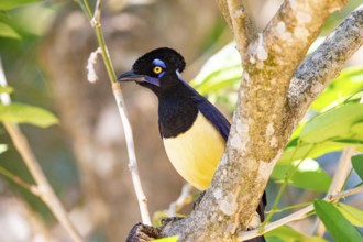 Plush-crested jay (Cyanocorax chrysops) Pantanal Brazil