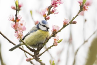 A blue tit (Parus caeruleus) sitting between pink flowers, Hesse, Germany, Europe