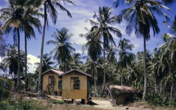 Coconut palm plantation and small houses for workers, Trinidad and Tobago 1961-1963