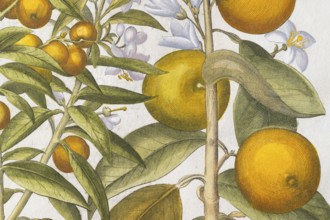 Bitter orange and orange with buds and blossoms, hand-coloured copperplate engraving by Basilius