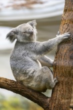 Koala (Phascolarctos cinereus) sitting on a tree, captive, distribution South Australia, Australia,