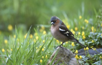 Male chaffinch (Fringilla coelebs) sitting on a stone in the rain