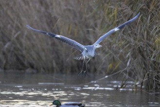 Grey heron (Ardea cinerea) Germany