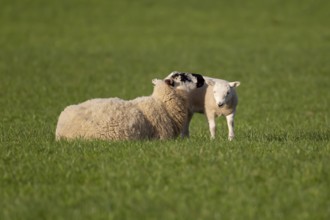 Domestic sheep (Ovis aries) adult mother ewe and juvenile baby lamb farm animals in a grass field
