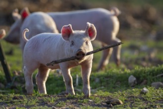 Domestic pig (Sus scrofa domesticus) juvenile baby piglet farm animal playing with a stick in a