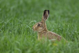 European brown hare (Lepus europaeus) juvenile baby leveret animal in a farmland cereal crop in the