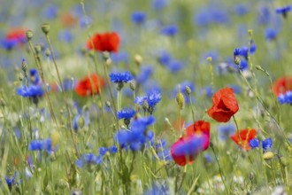 Single poppy flowers (papaver) blooming between cornflowers (Centaurea cyanus) at the edge of a