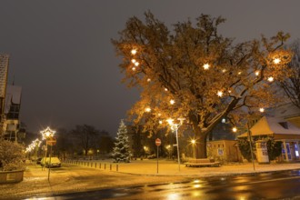 Oak tree on Wettinplatz with Herrnhut stars, star tree, Coswig, Saxony, Germany, Europe