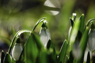 Snowdrops in a meadow, Winter, Germany, Europe