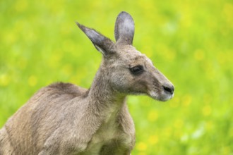 Eastern grey kangaroo (Macropus giganteus) on a meadow, Bavaria, Germany, Europe
