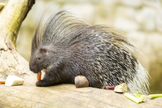 Old World porcupines (Hystrix cristata), Germany, Europe