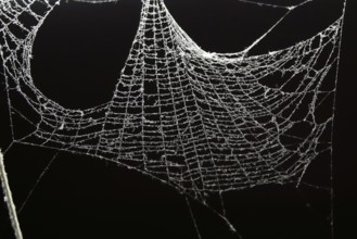 Dusty spider's web, Germany, Europe