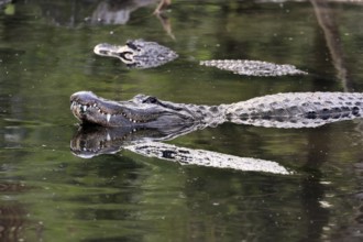Mississippi Alligator (Alligator mississippiensis), pike alligator, adult, lying, friendly,