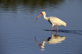 Snowy Ibis, (Eudocimus albus), adult, in the water, foraging, Merritt Island, Black Point Wildlife