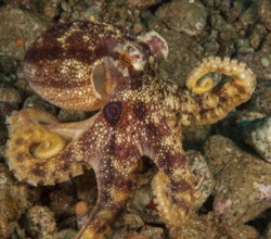 Two-ringed octopus (Amphioctopus mototi) with clearly visible blue ring on the side of the head,