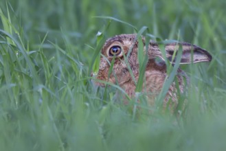 European brown hare (Lepus europaeus) adult animal in a farmland cereal field crop in summer,