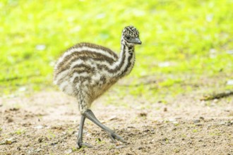 Emu (Dromaius novaehollandiae) youngsters on the ground, Bavaria, Germany, Europe