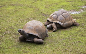 Aldabra giant tortoises (Aldabrachelys gigantea), Botanical Garden or Sir Seewoosagur Ramgoolam