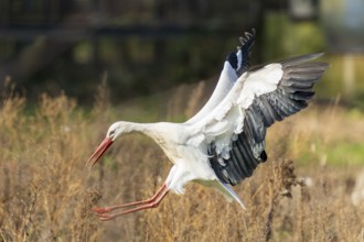 Stork in flight in a natural environment with outstretched wings over a meadow, white stork