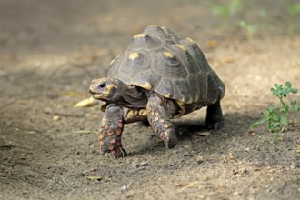 Coal turtle (Geochelone carbonaria), adult, foraging, South America