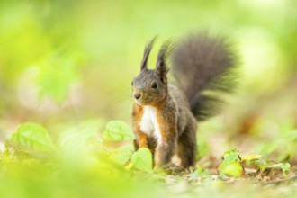 Red squirrel (Sciurus vulgaris) in a forest, Bavaria, Gernany