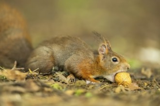 Red squirrel (Sciurus vulgaris) in a forest, Bavaria, Gernany