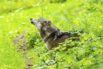 European gray wolf (Canis lupus lupus) howling in the forest, Germany, Europe