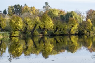 Autumnal trees with yellow leaves are reflected in a quiet castle moat, Borken-Gemen, Münsterland,