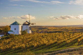 Surrounded by Vineyards. Windmill Retz, located in Lower Austria. The windmill is one of the last