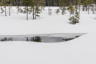 Lake Grosser Arbersee in late winter. The lake and the adjacent forest are snow covered. Germany,