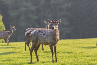 Altai maral, Altai wapiti or Altai elk, standing on meadow in backlight. Springtime with fresh