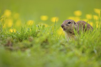 An adult European ground squirrel (Spermophilus citellus) or European souslik sits in green gras