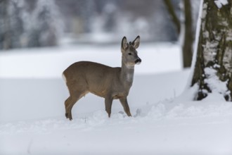One young male Roe Deer, Roe buck (Capreolus capreolus), standing in a forest in deep snow. Trees