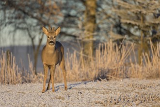 Roe deer on hoar frosted meadow at minus 15 °C at sunrise. Trees and dead stinging nettle in