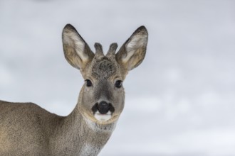 Portrait of a young male Roe Deer, Roe buck (Capreolus capreolus), standing in a forest in deep