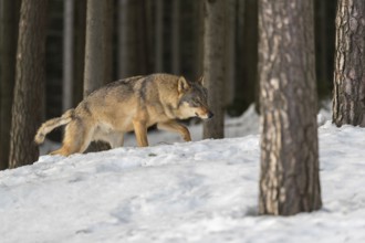 One male eurasian gray wolf (Canis lupus lupus) walking thru deep snow in a forest