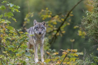 One eurasian gray wolf (Canis lupus lupus) standing on a small hill between fall foliage