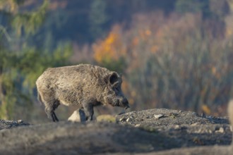One wild boar or wild pig (Sus scrofa), walking over an opening in early morning light, searching