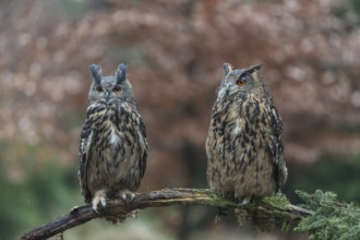 One female and one male Eurasian Eagle Owl, Bubo bubo, perched on a branch. A forest in autumn