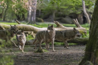 Group of four eurasian gray wolves (Canis lupus lupus) walking through an open forest. Logs and