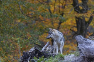 One eurasian gray wolf (Canis lupus lupus) standing between logs on a small hill with a bright and