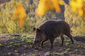 One wild boar or wild pig (Sus scrofa) stands on an opening. Early morning light and framed with